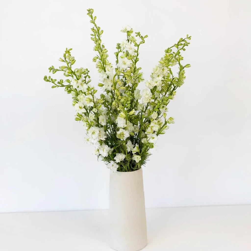 White Larkspur - alternative 2