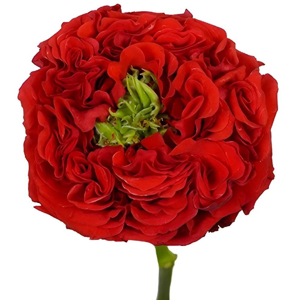 Red Monster Roses Garden - alternative 1