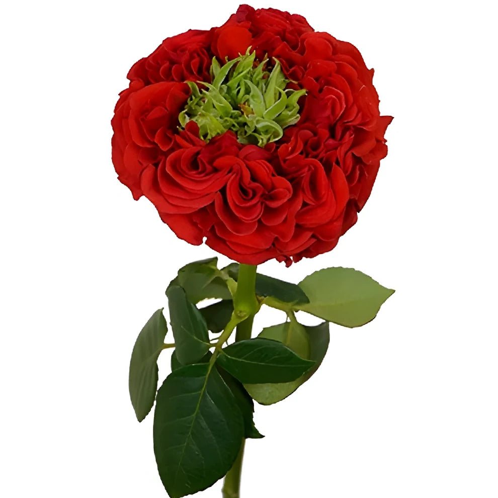 Red Monster Roses Garden - main