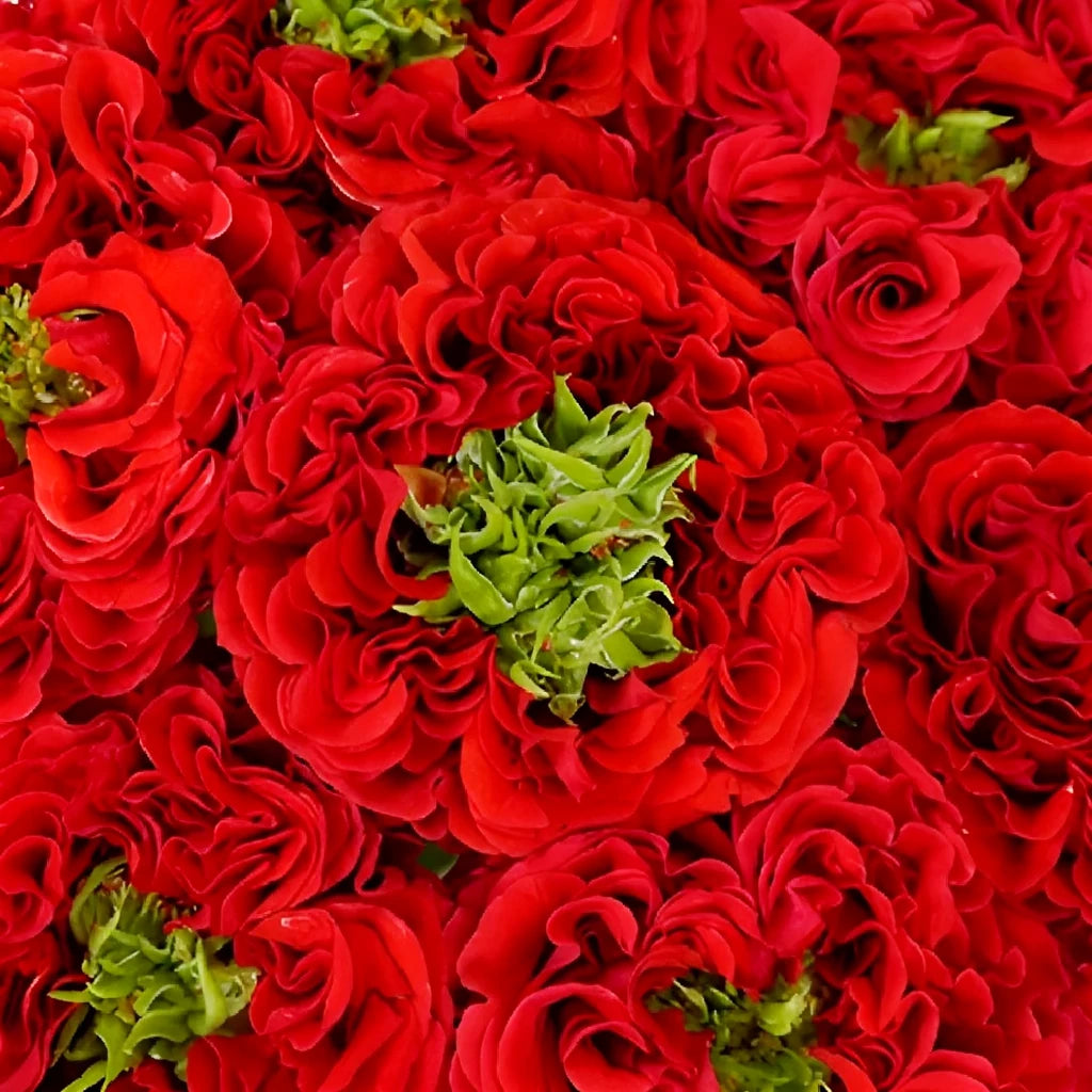 Red Monster Roses Garden - alternative 2