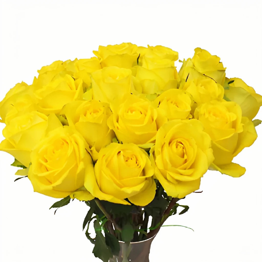 Latina Roses Standard - main