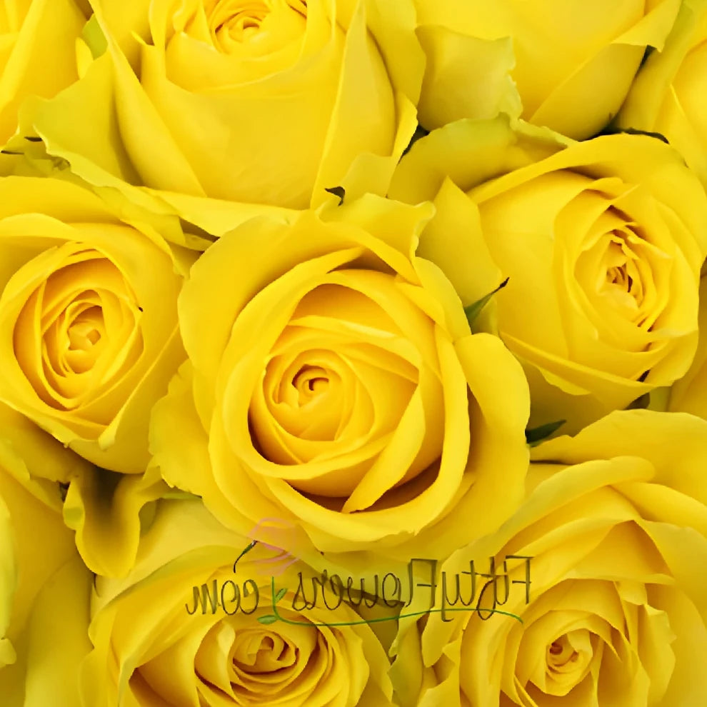 Latina Roses Standard - alternative 3