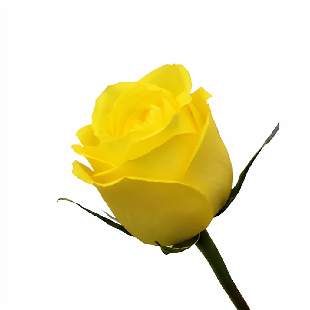 Latina Roses Standard - alternative 2