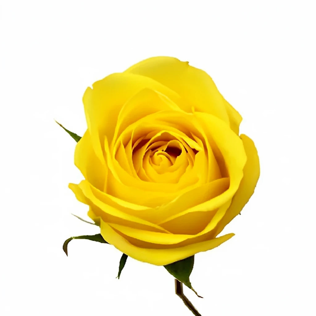 Latina Roses Standard - alternative 1
