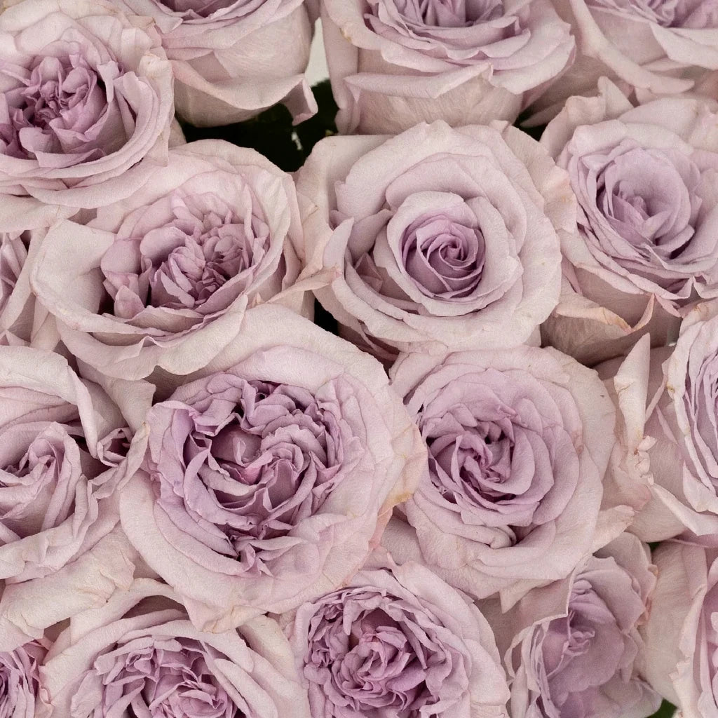 Arya Roses Garden - alternative 1