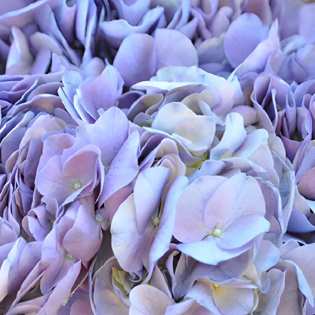 Lavender Hydrangeas - alternative 3