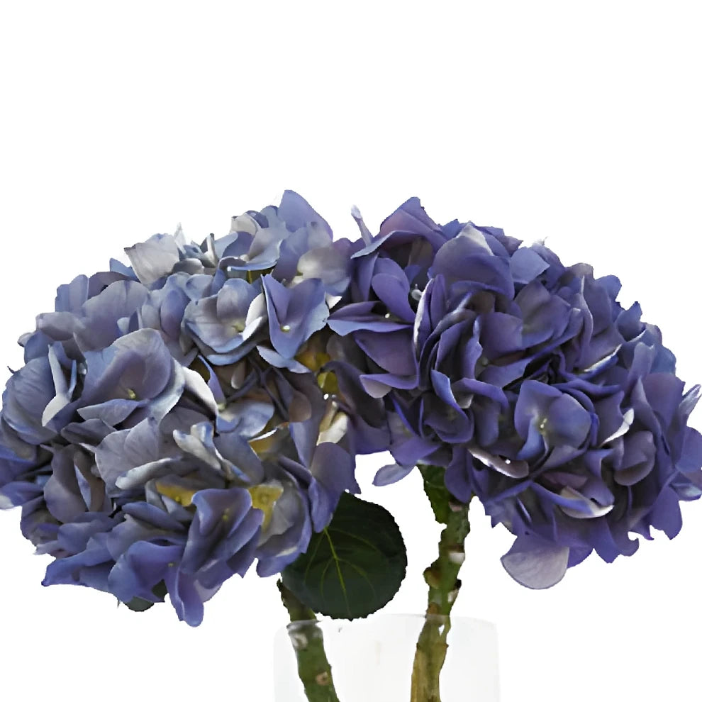 Lavender Hydrangeas - alternative 2