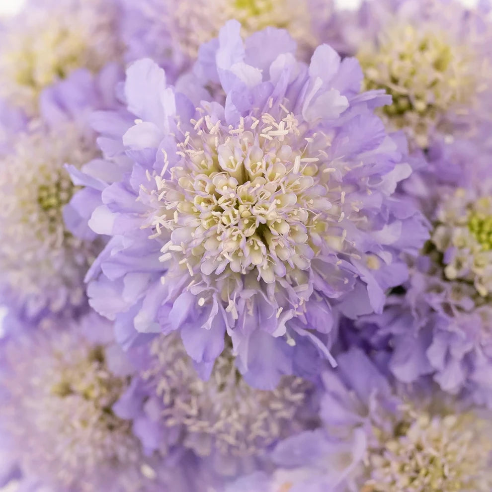 Lavender Scabiosa - alternative 1