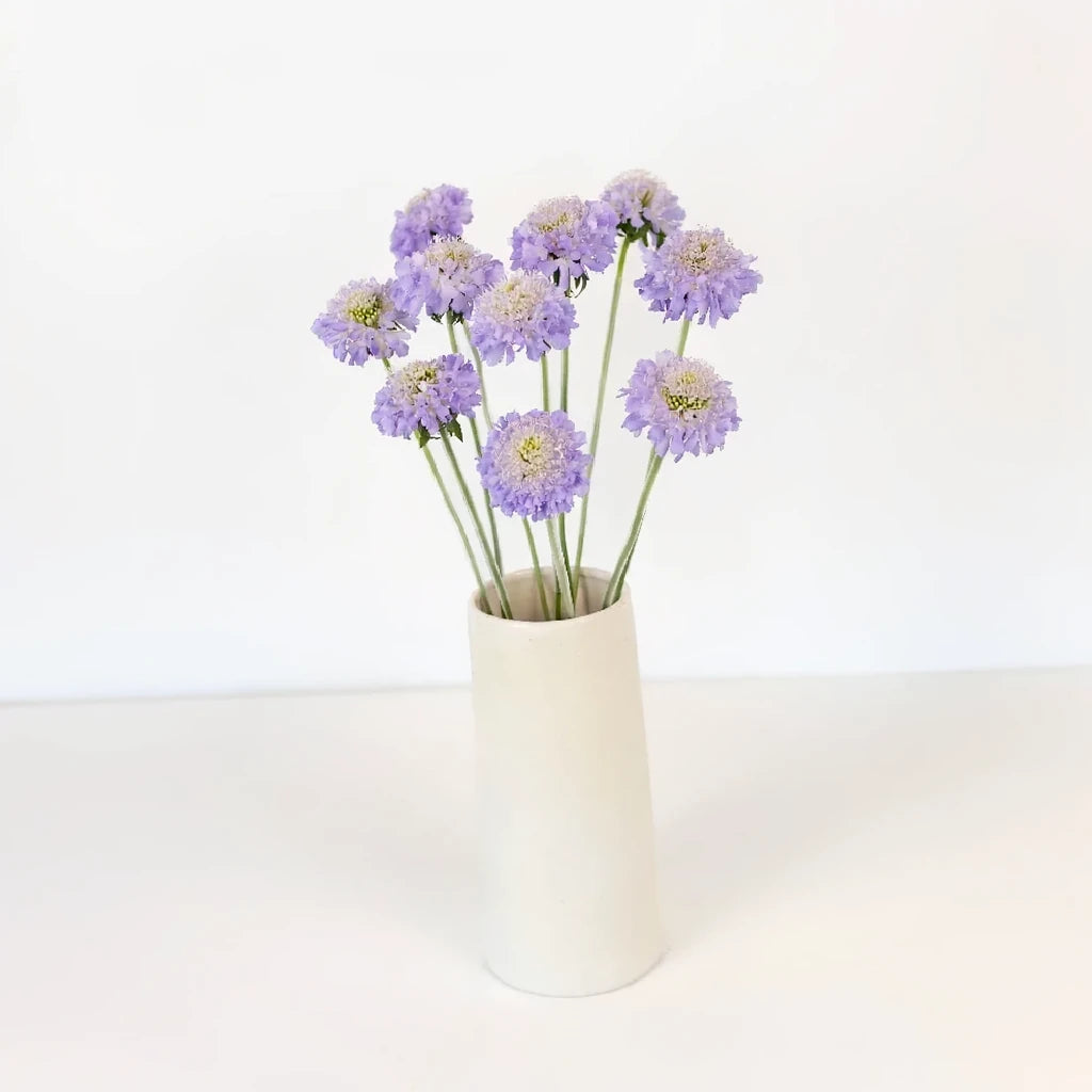 Lavender Scabiosa - main