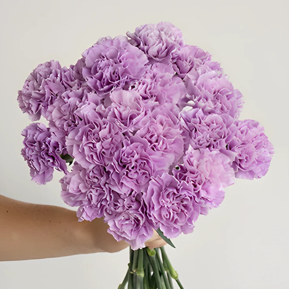 Lavender Fancy Carnations - alternative 4