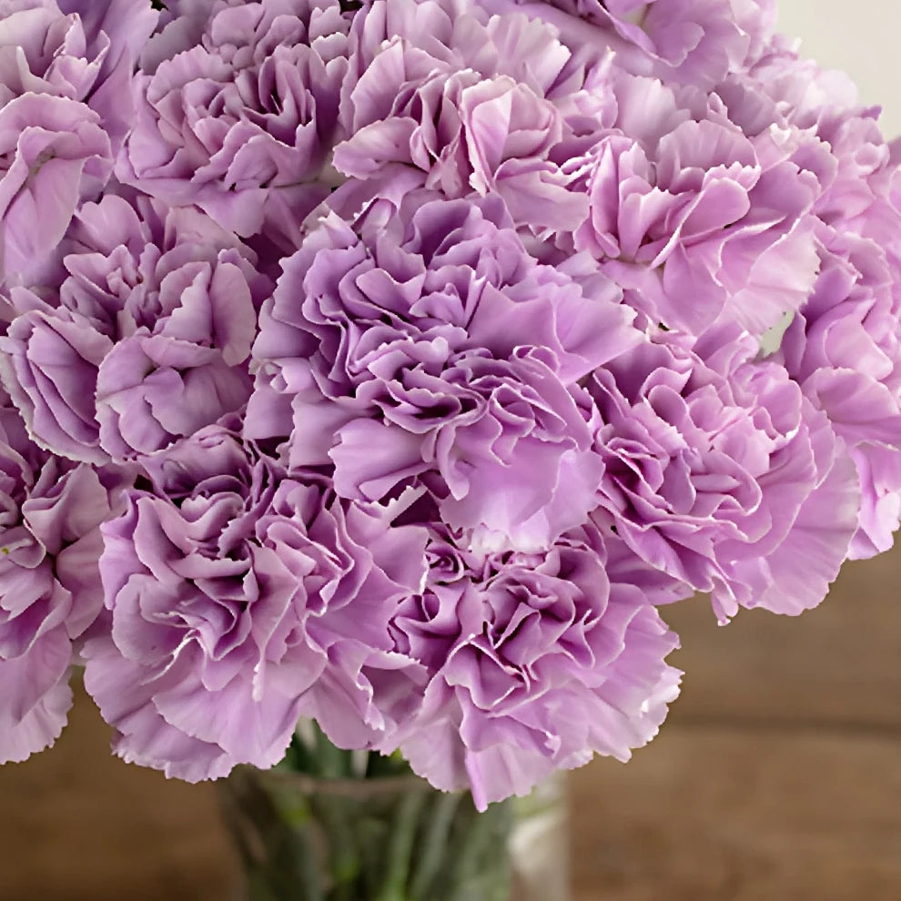 Lavender Fancy Carnations - alternative 1