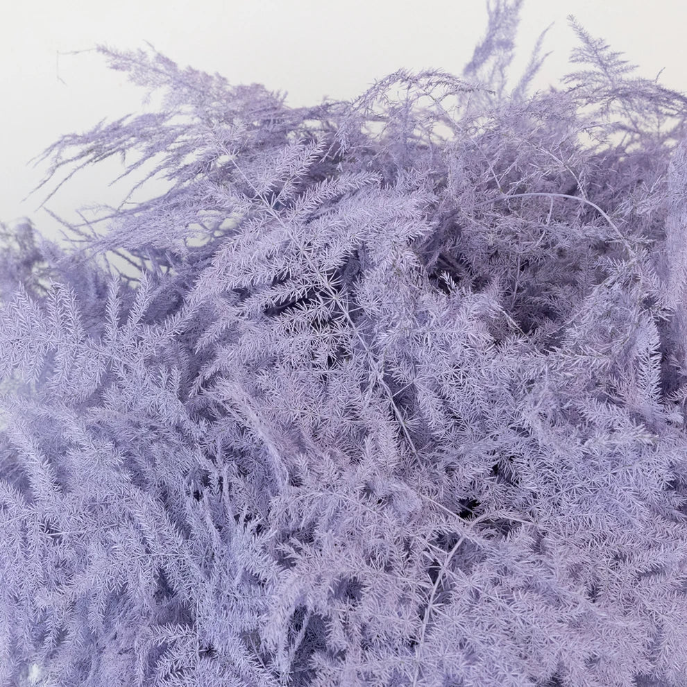 Plumosus Greenery - Lavender - alternative 2