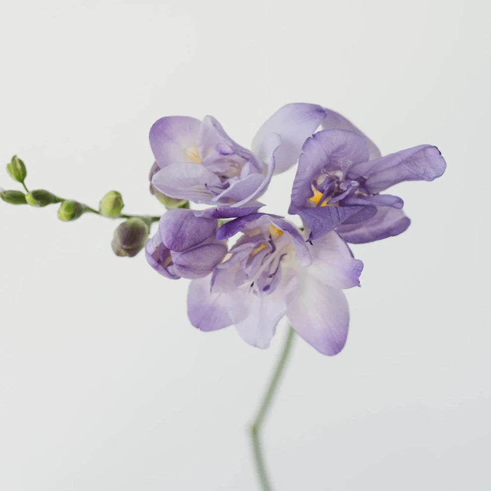 Lavender Freesia - alternative 2
