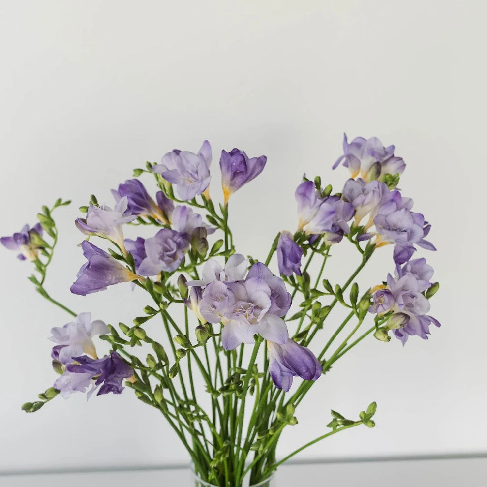 Lavender Freesia - main