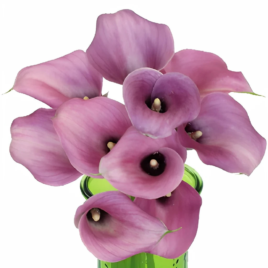Ruby Lite Calla Lily Mini - alternative 2