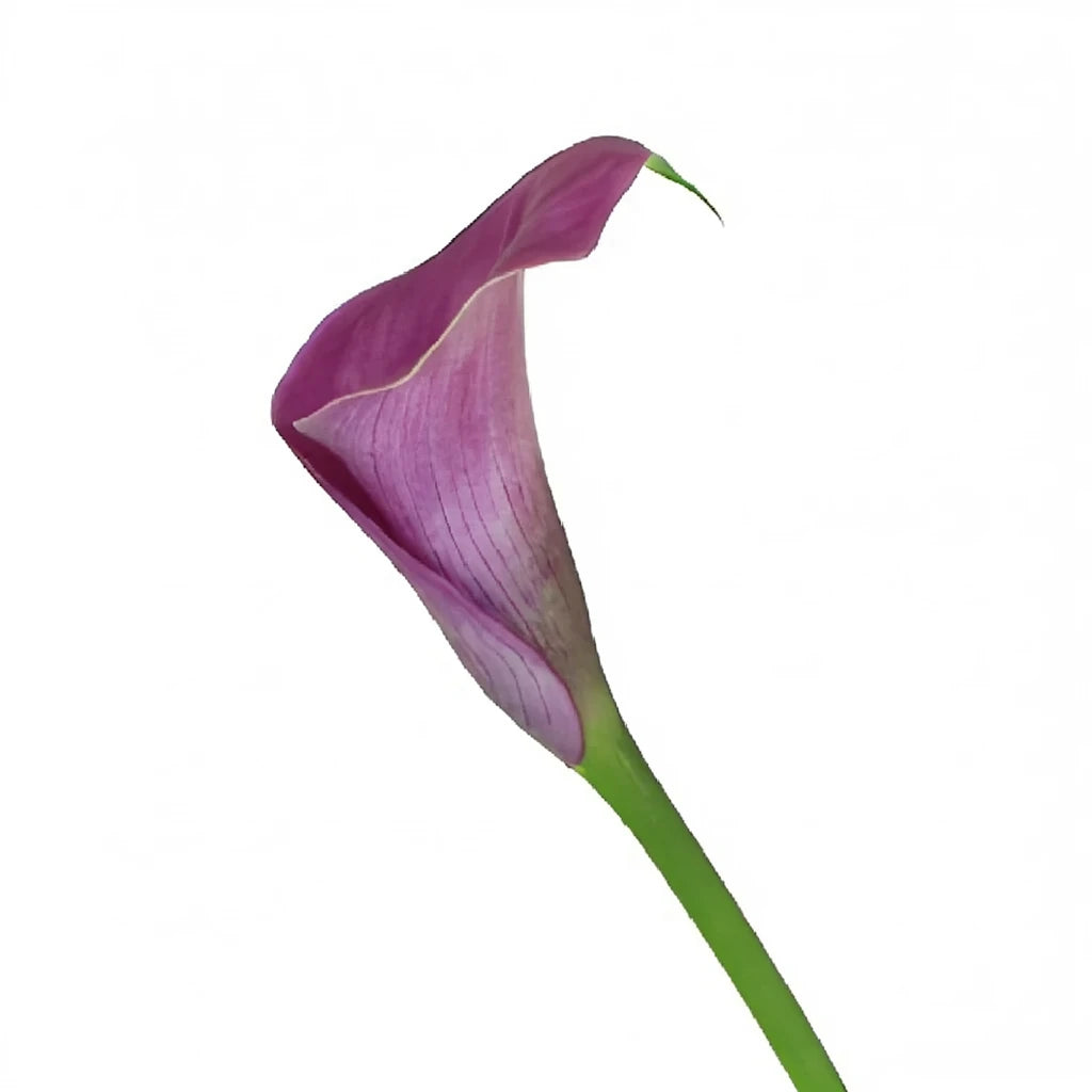 Ruby Lite Calla Lily Mini - main
