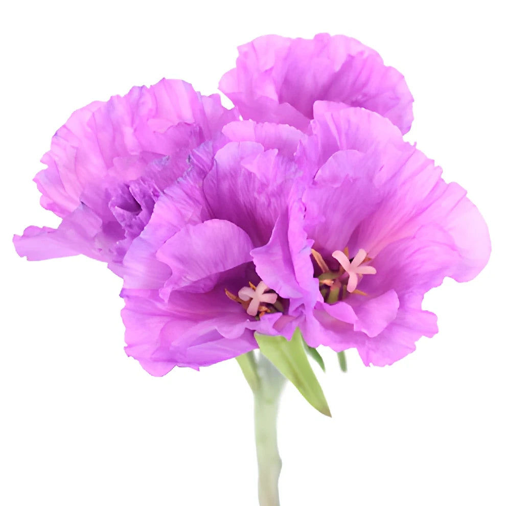 Lavender Godetia - main