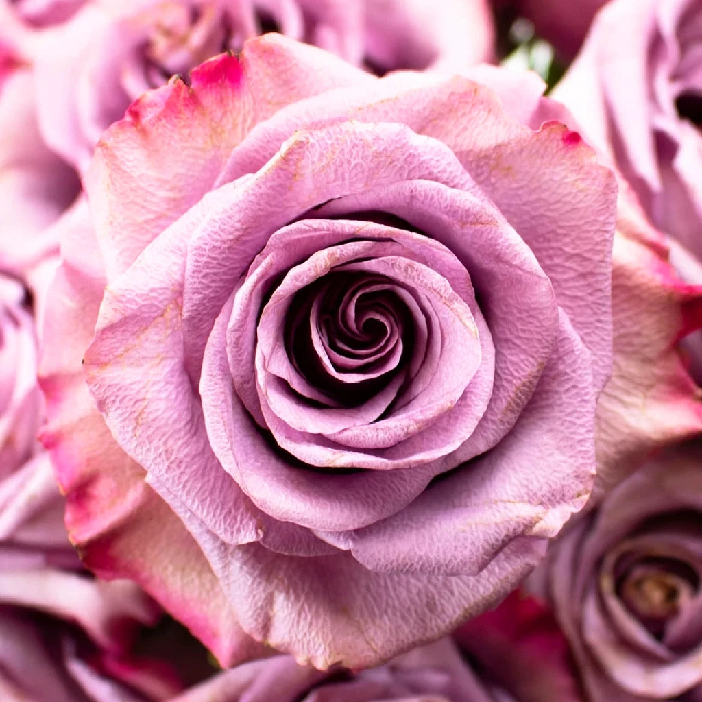 Govinda Roses Standard - main