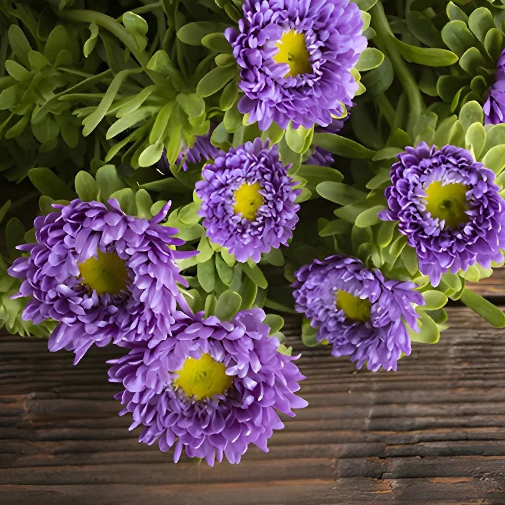 Lavender Aster Matsumoto - alternative 2