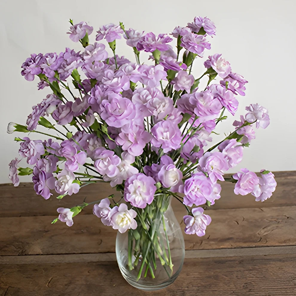 Moonpearl Carnations Mini - alternative 1