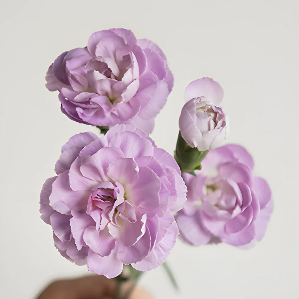 Moonpearl Carnations Mini - alternative 3
