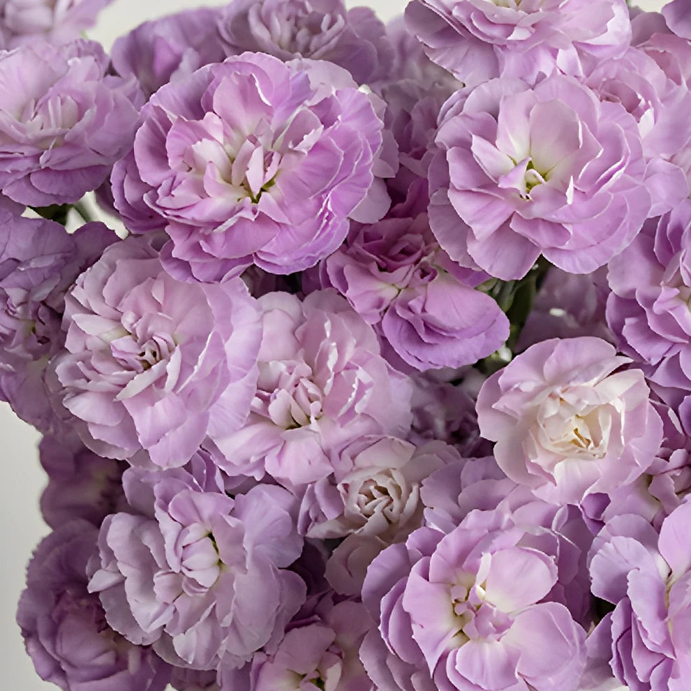 Moonpearl Carnations Mini - alternative 2