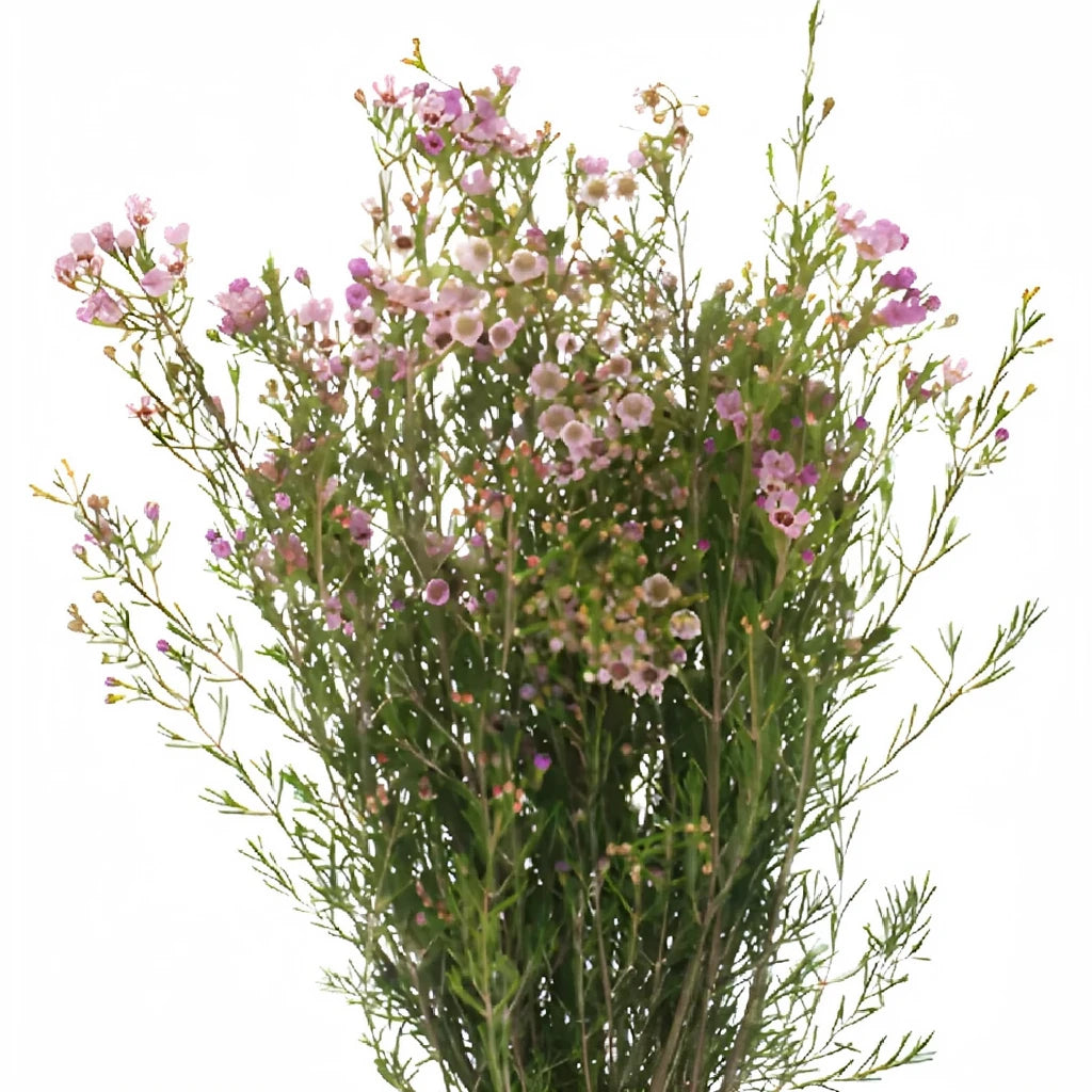 Lavender Wax - alternative 1