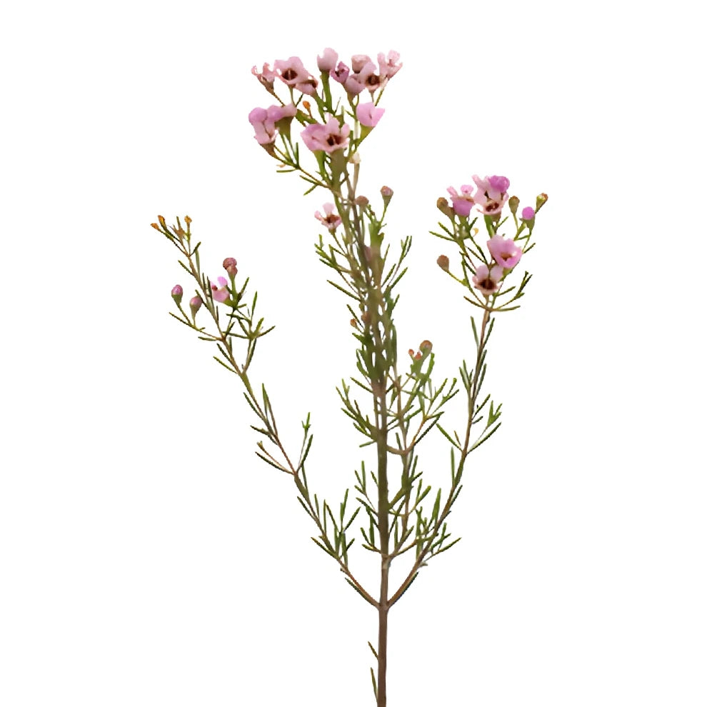 Lavender Wax - main