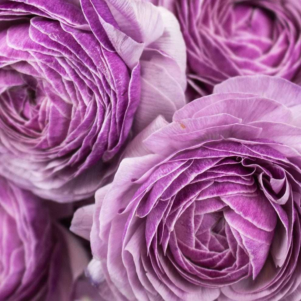 Lavender Ranunculus Cloony - alternative 1