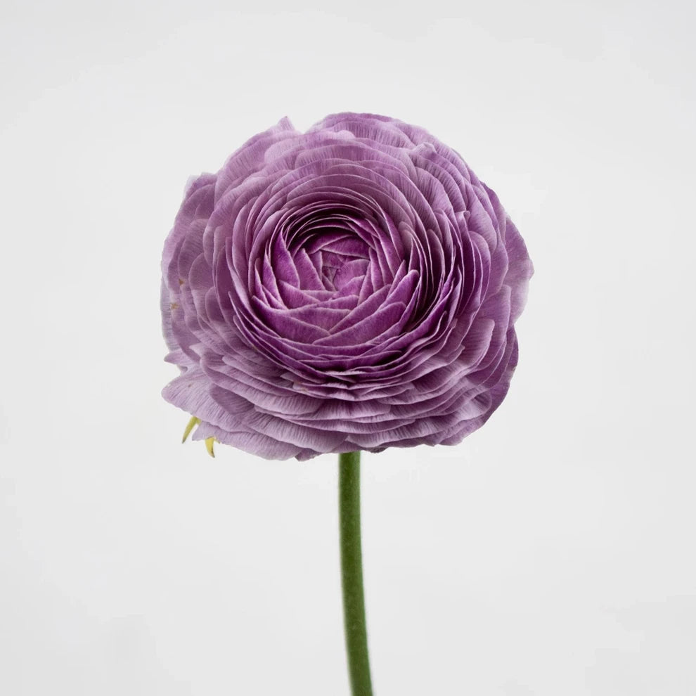 Lavender Ranunculus Cloony - main