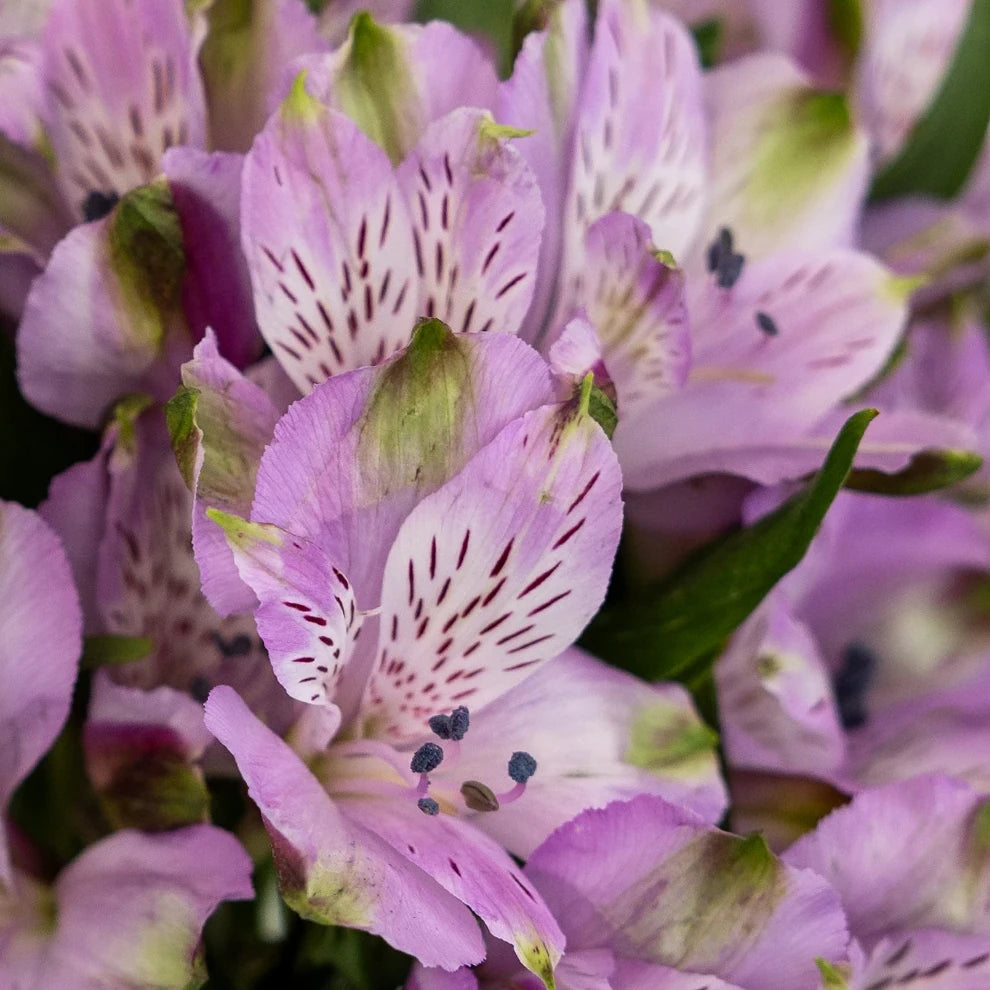 Lavender Alstroemeria - main