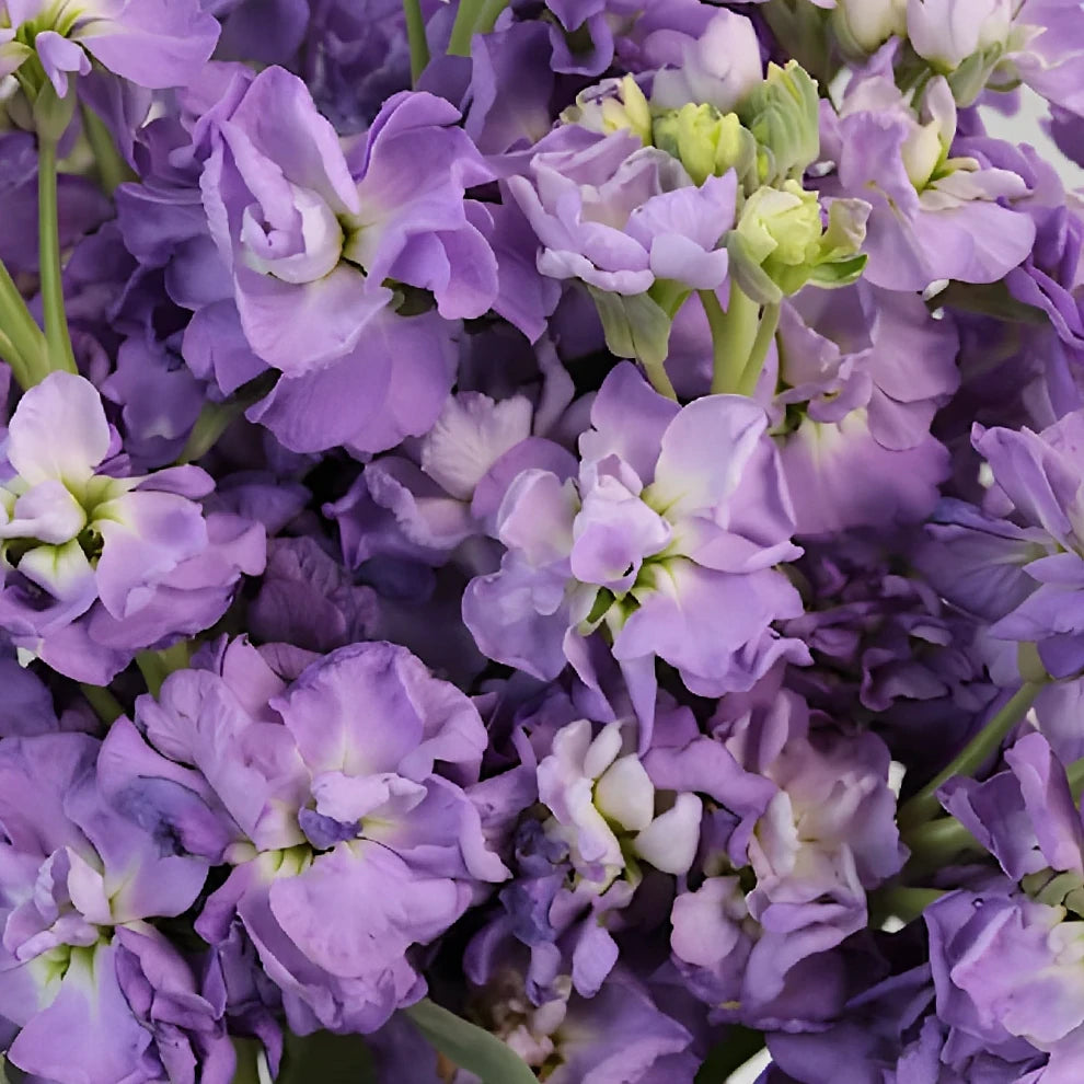 Lavender Stock Regular - main