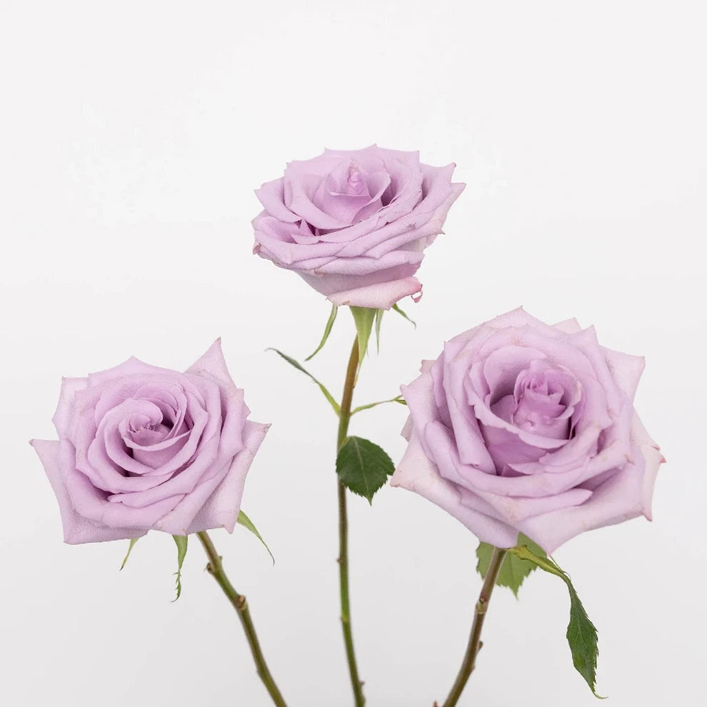 Lavender Roses Standard - alternative 1