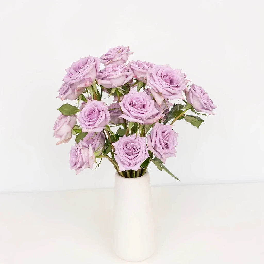 Lavender Roses Standard - main