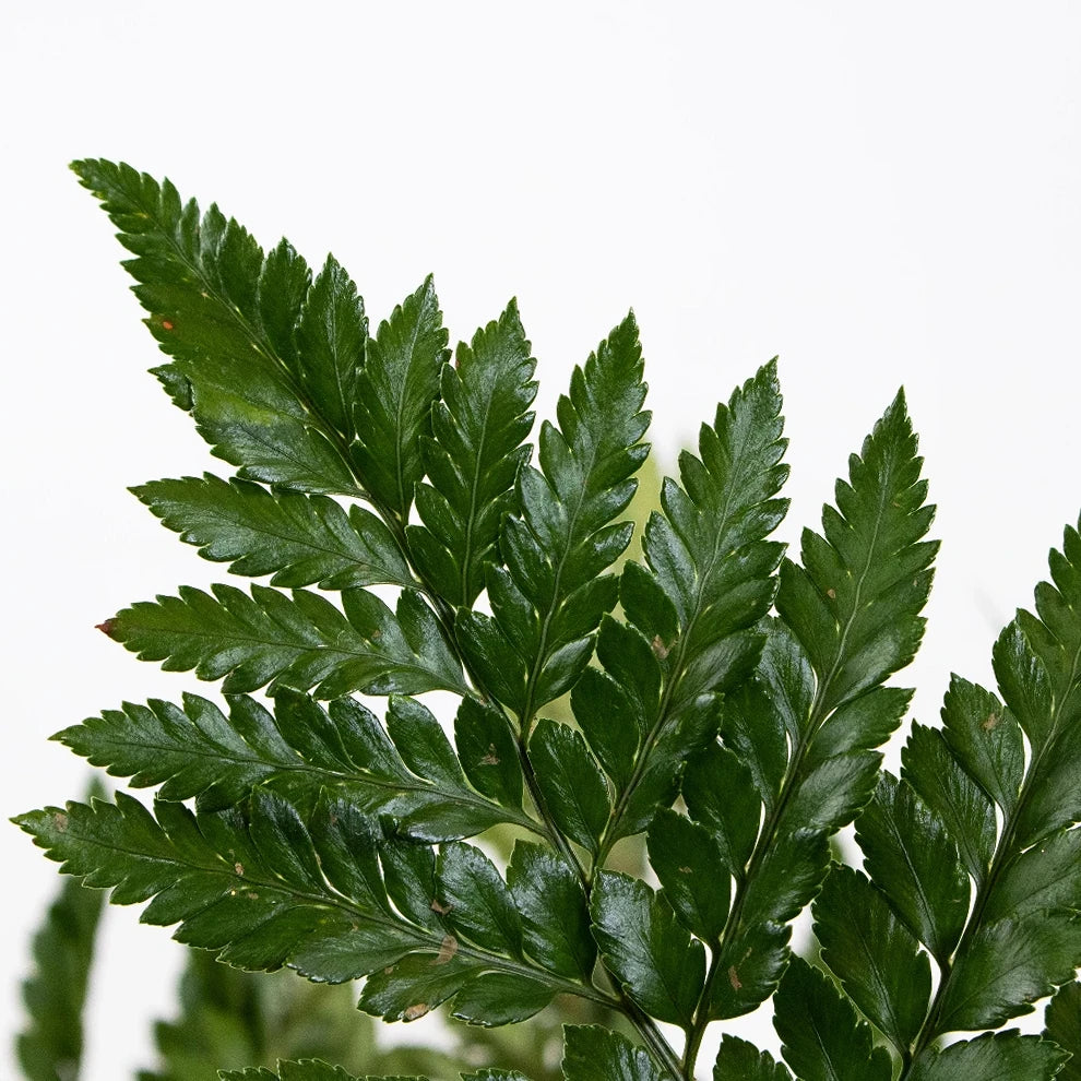 Green Leather Leaf Greenery - main