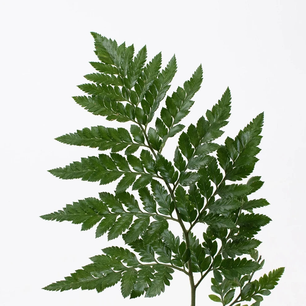 Green Leather Leaf Greenery - alternative 1