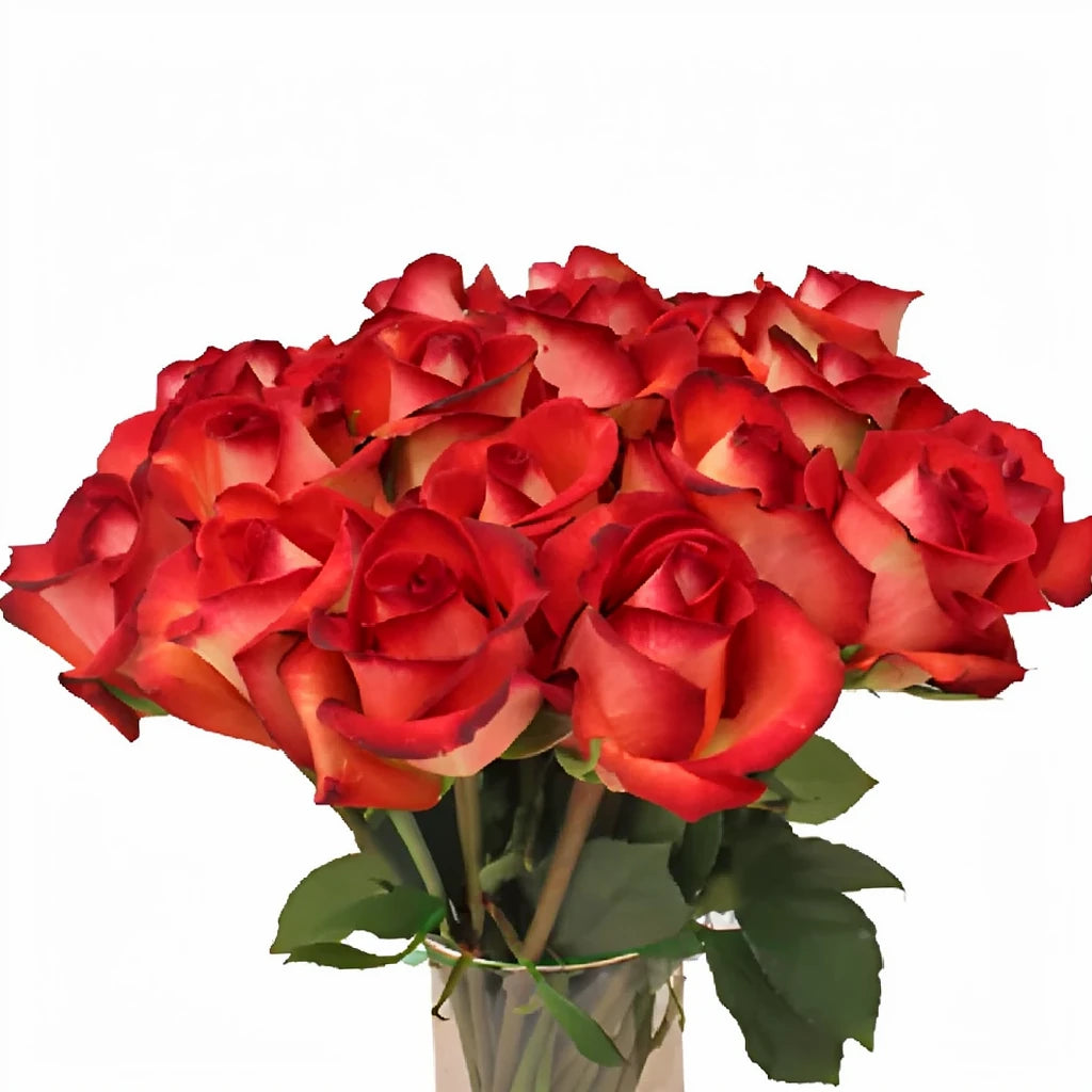 Legend Roses Standard - main