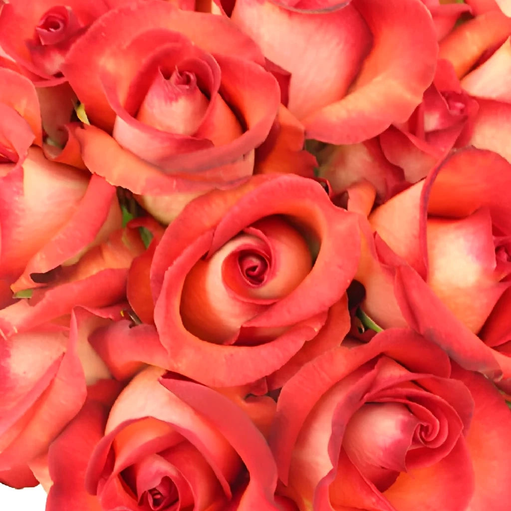 Legend Roses Standard - alternative 1