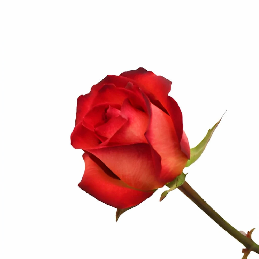 Legend Roses Standard - alternative 2
