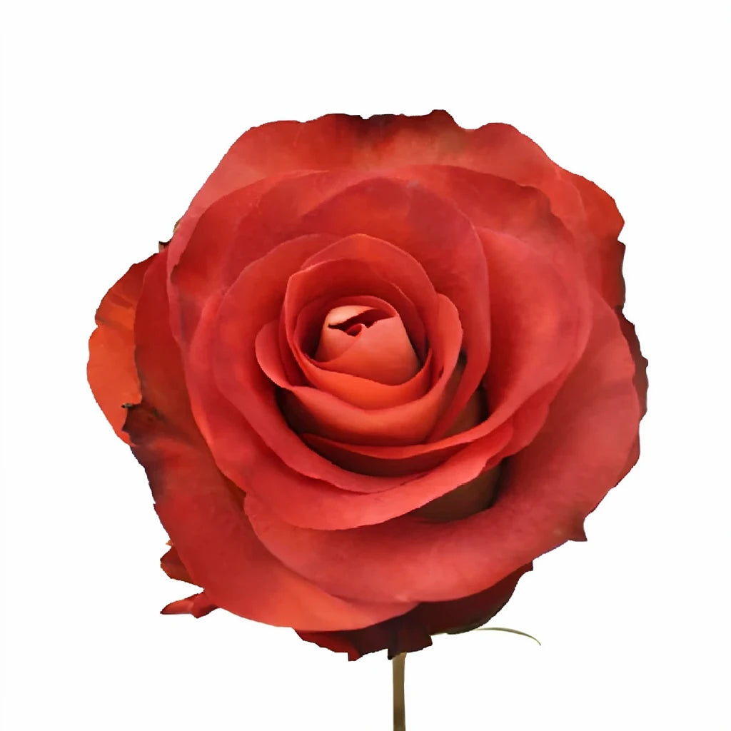 Leonidas Roses Standard - alternative 3