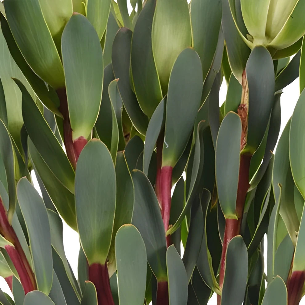 Mountain Rose Leucadendron Tropicals - main