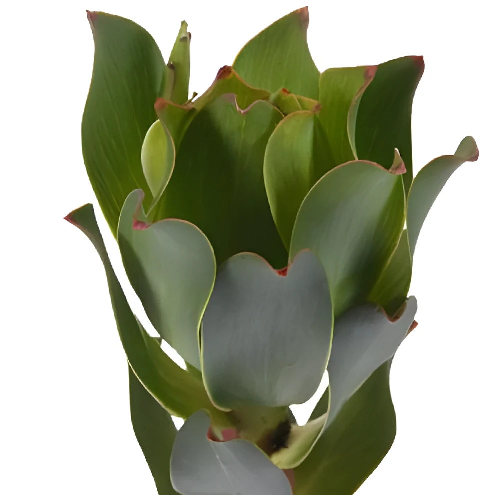 Mountain Rose Leucadendron Tropicals - alternative 1