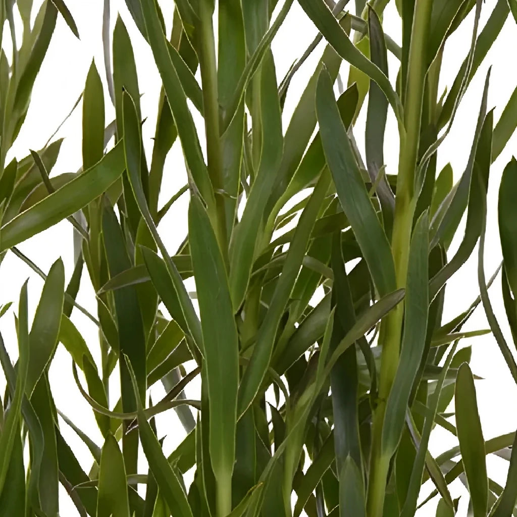 Leucadendron Tropicals - main