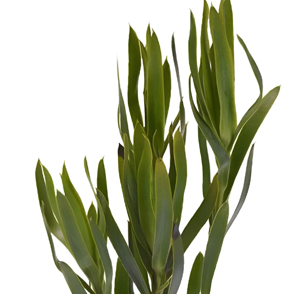 Leucadendron Tropicals - alternative 2