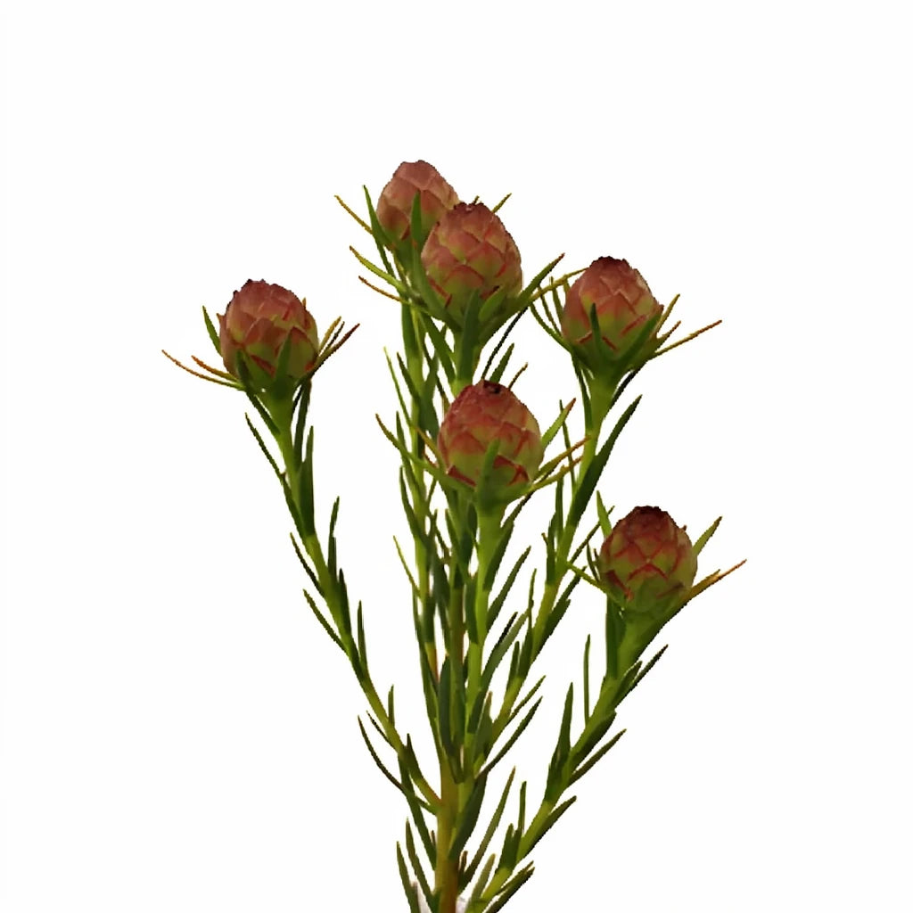 Leucadendron Jubilee Crown Tropicals - main