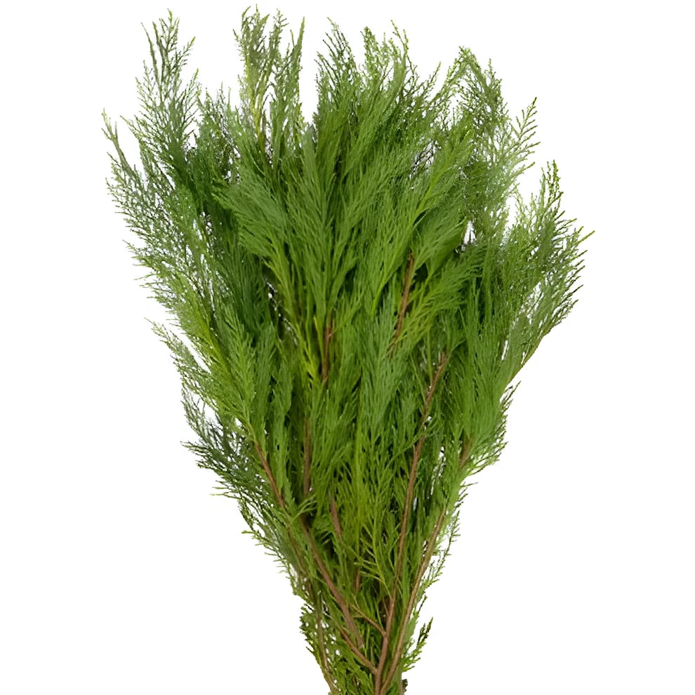 Leyland Cedar Greenery - alternative 3