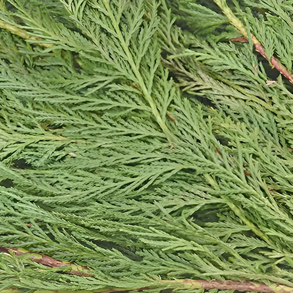 Leyland Cedar Greenery - alternative 2
