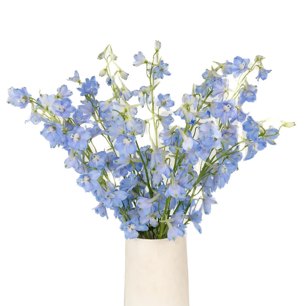 Light Blue Delphinium Hybrid - alternative 1