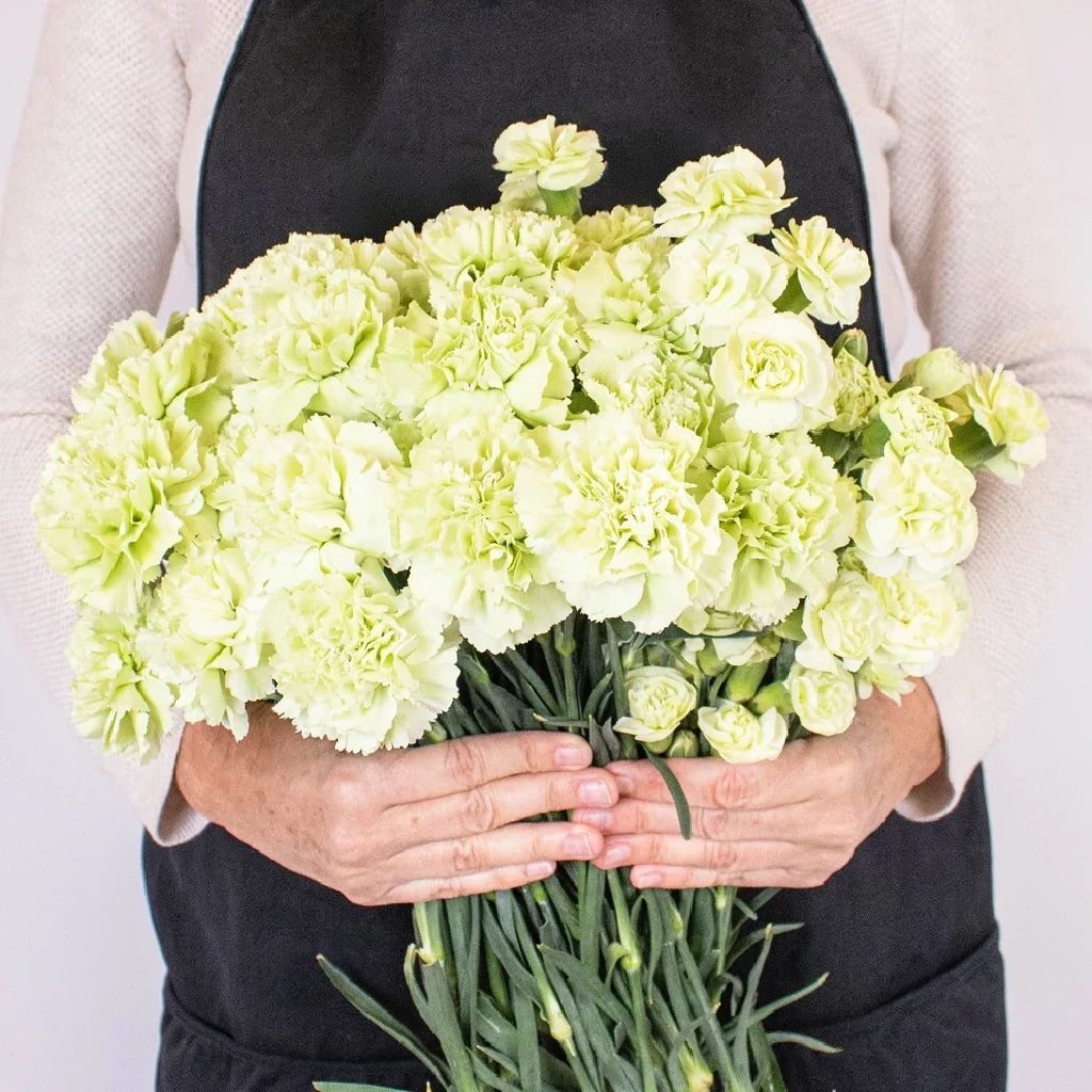 Prado Carnations - alternative 2
