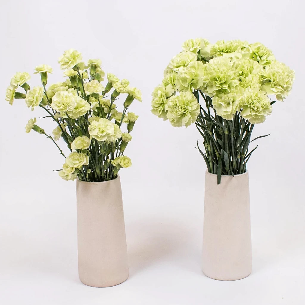 Prado Carnations - alternative 1